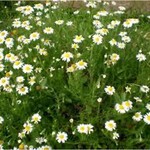 Anthemis nobilis