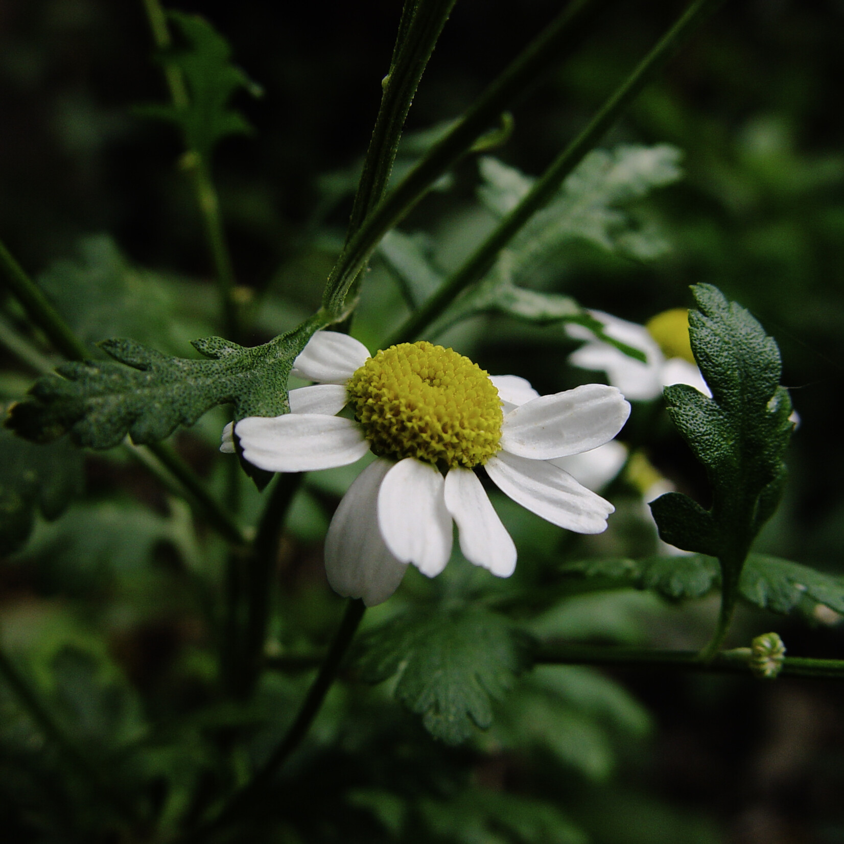 Tanacetum parthenium - Moederkruid