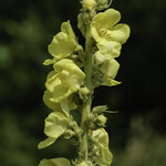 Verbascum densiflorum