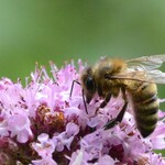 BL03 Bijen en vlinders