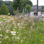 Bloemenweidemengsels