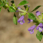 Clinopodium acinos