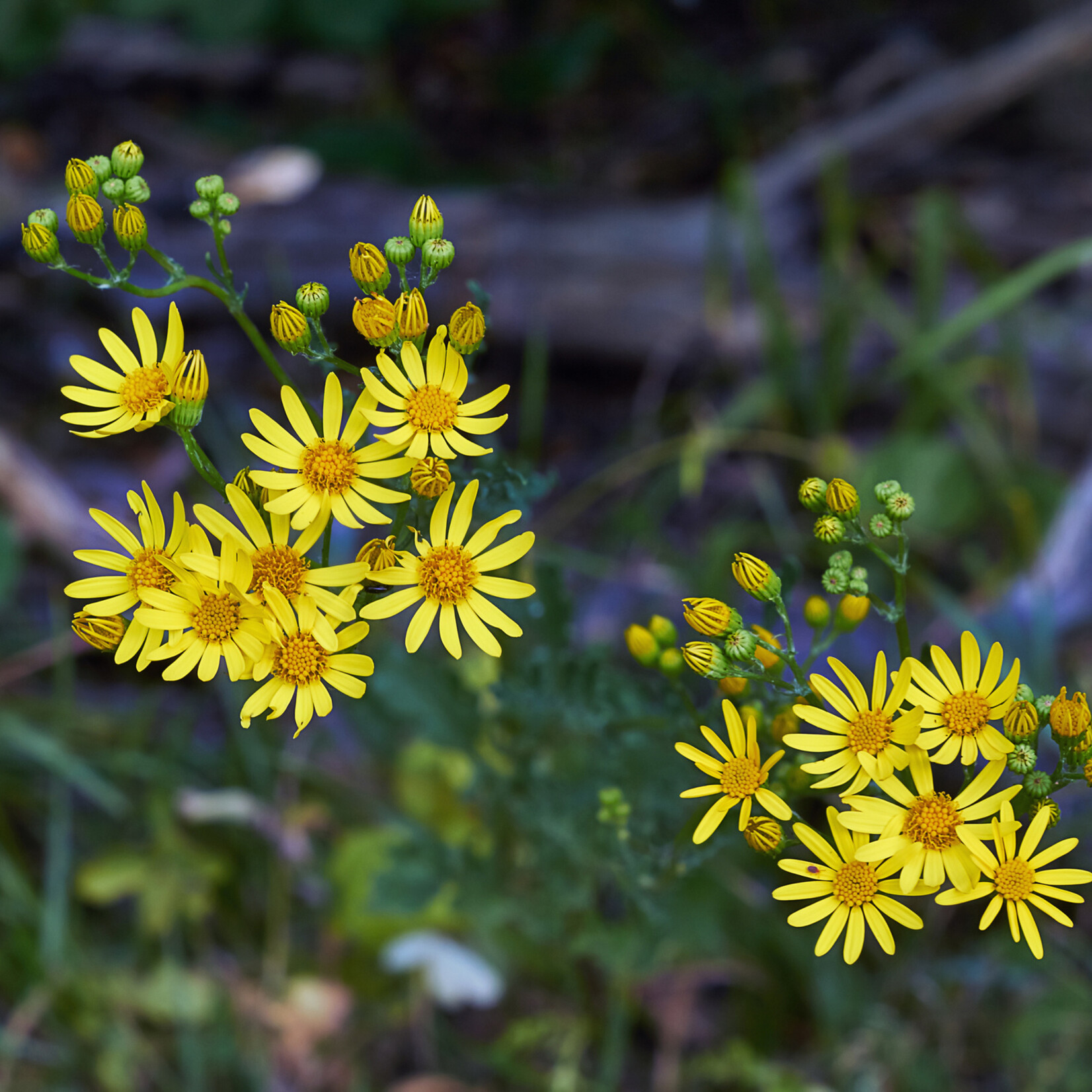 Hieracium murorum - Muurhavikskruid