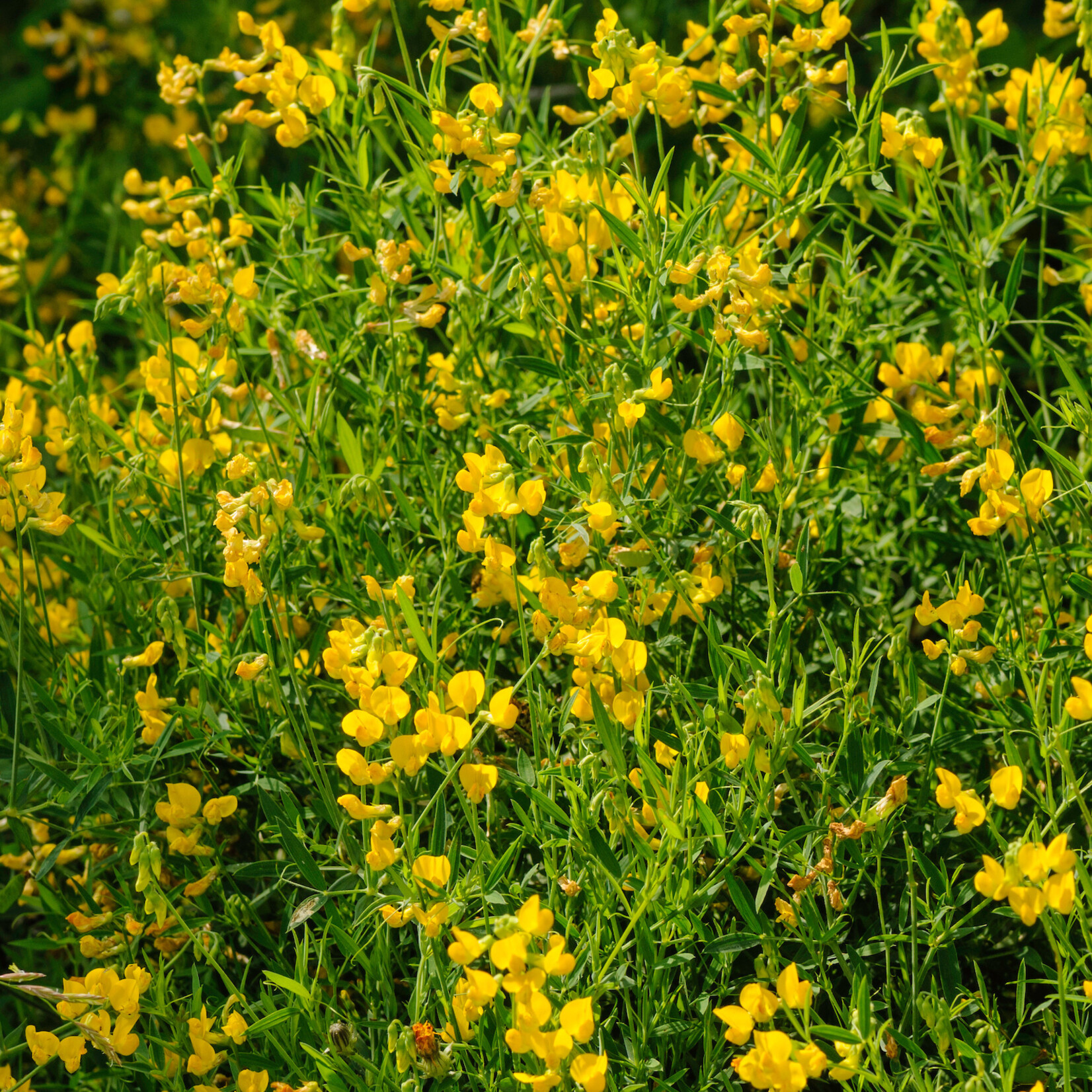 Lathyrus pratensis - veldlathyrus