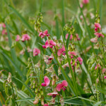 Lathyrus sylvestris