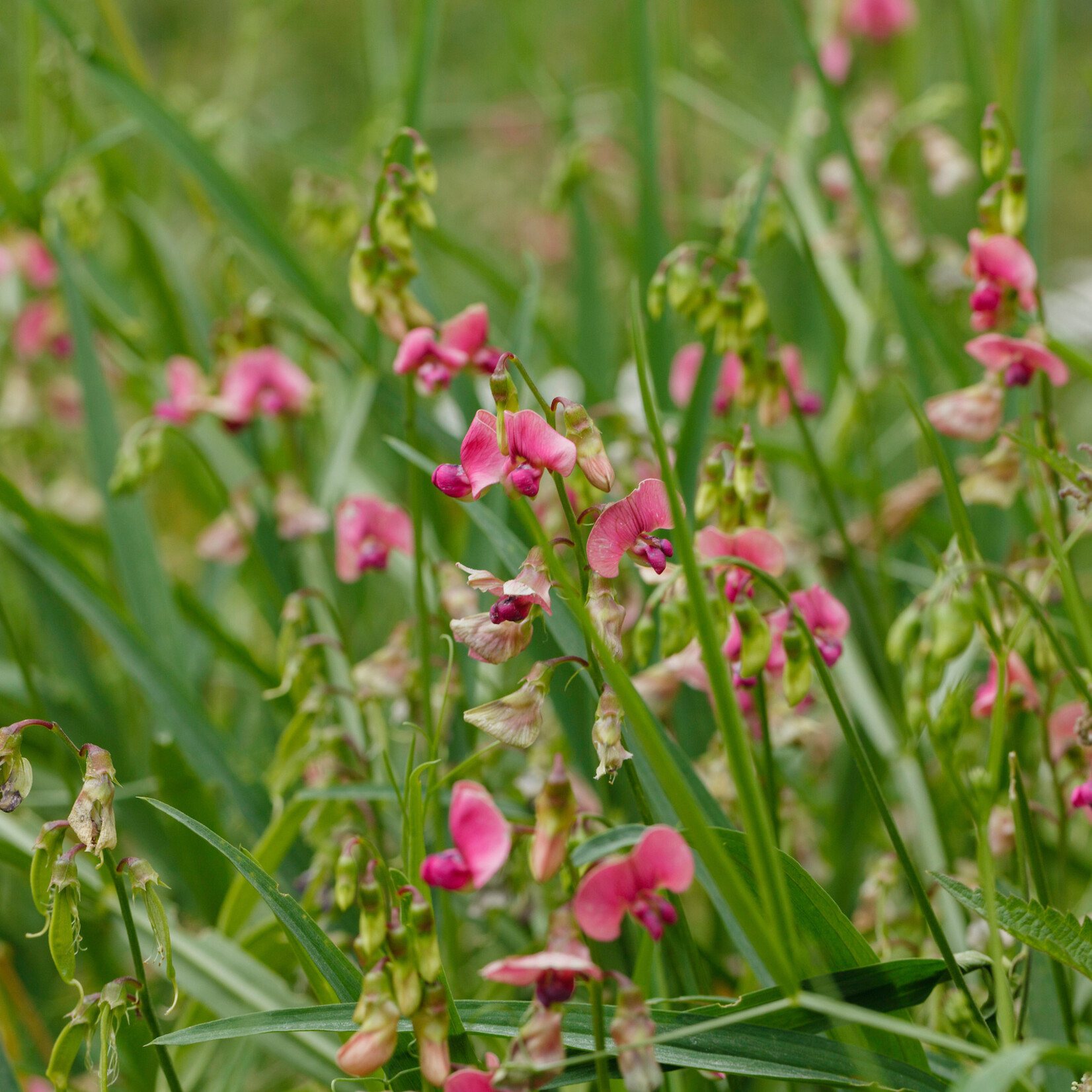 Lathyrus sylvestris - boslathyrus