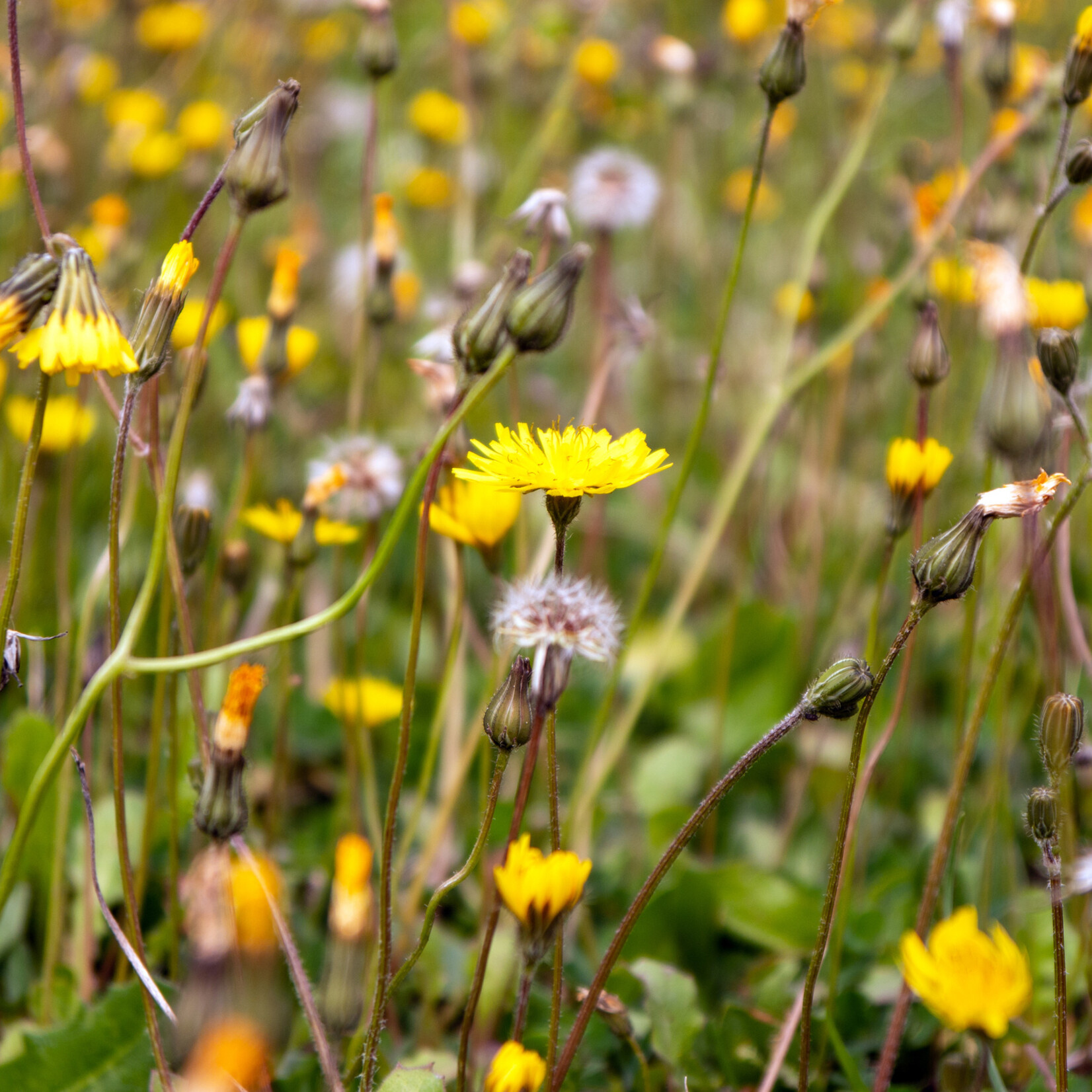 Leontodon saxatilis - Kleine leeuwentand