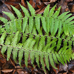 Dryopteris filix-mas