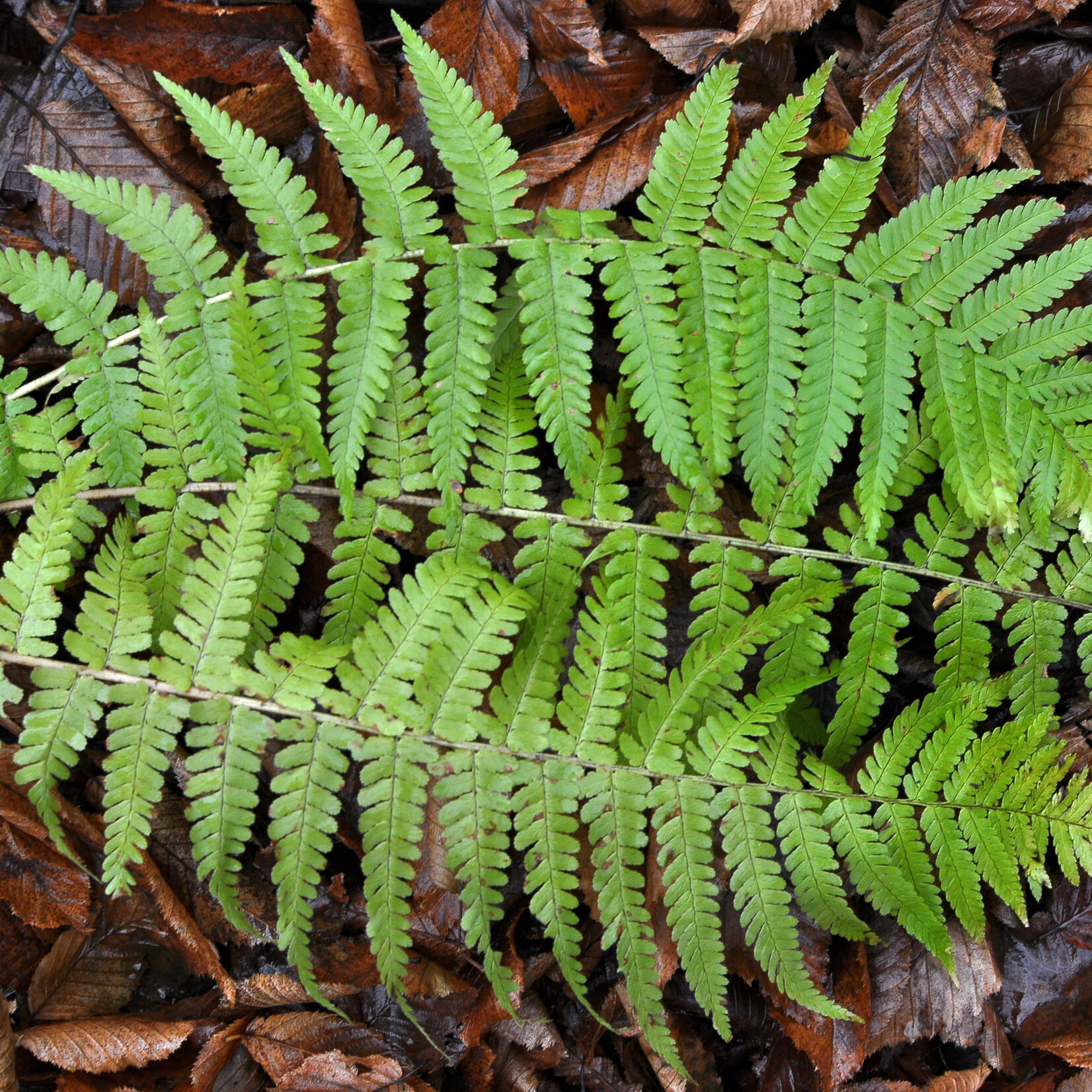 Dryopteris filix-mas - Mannetjesvaren