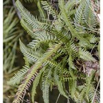 Blechnum spicant