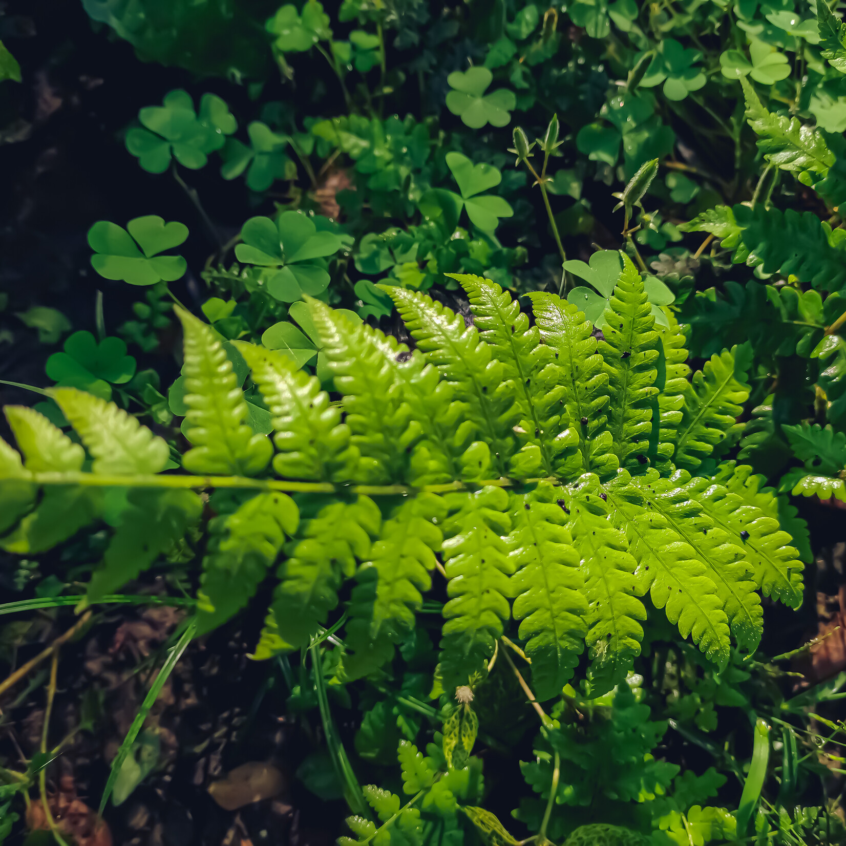 Athyrium filix-femina - Wijfjesvaren