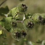 Arctium lappa