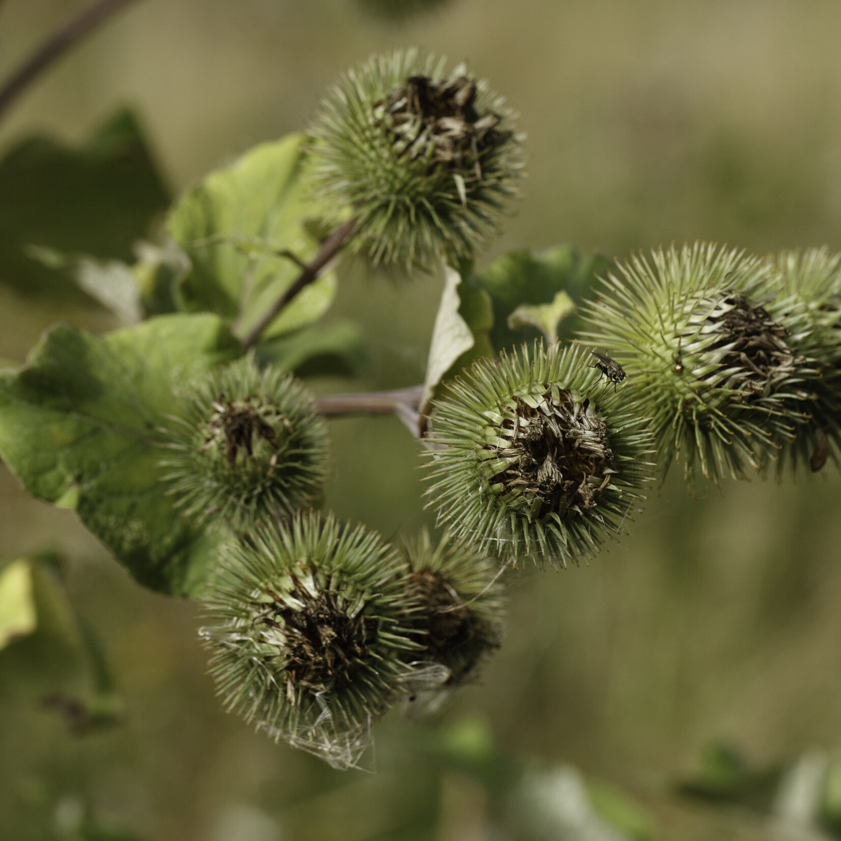 Arctium lappa - Grote klit of grote klis