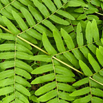 Osmunda regalis