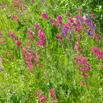 Lychnis viscaria