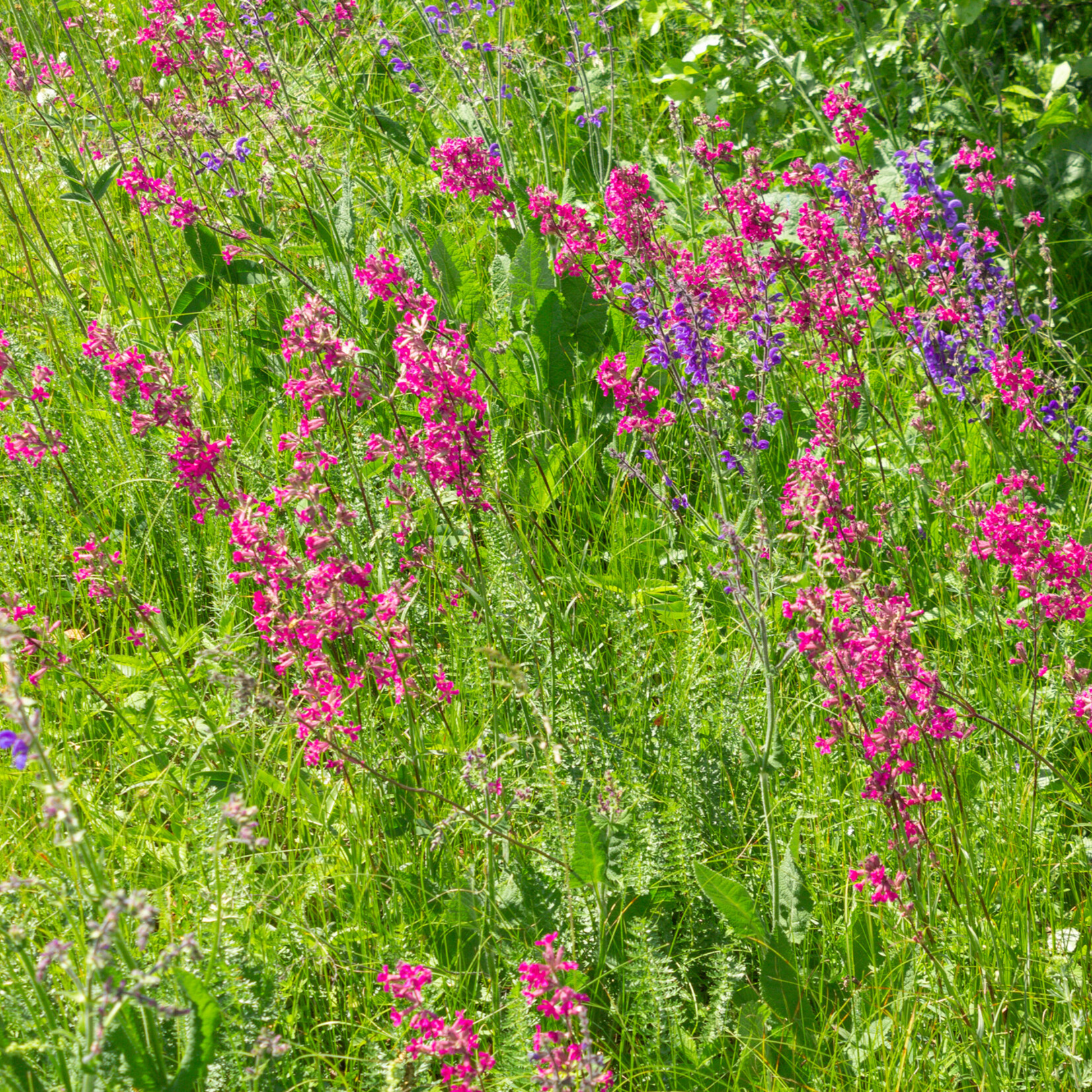 Lychnis viscaria - Rode pekanjer