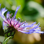 Centaurea montana