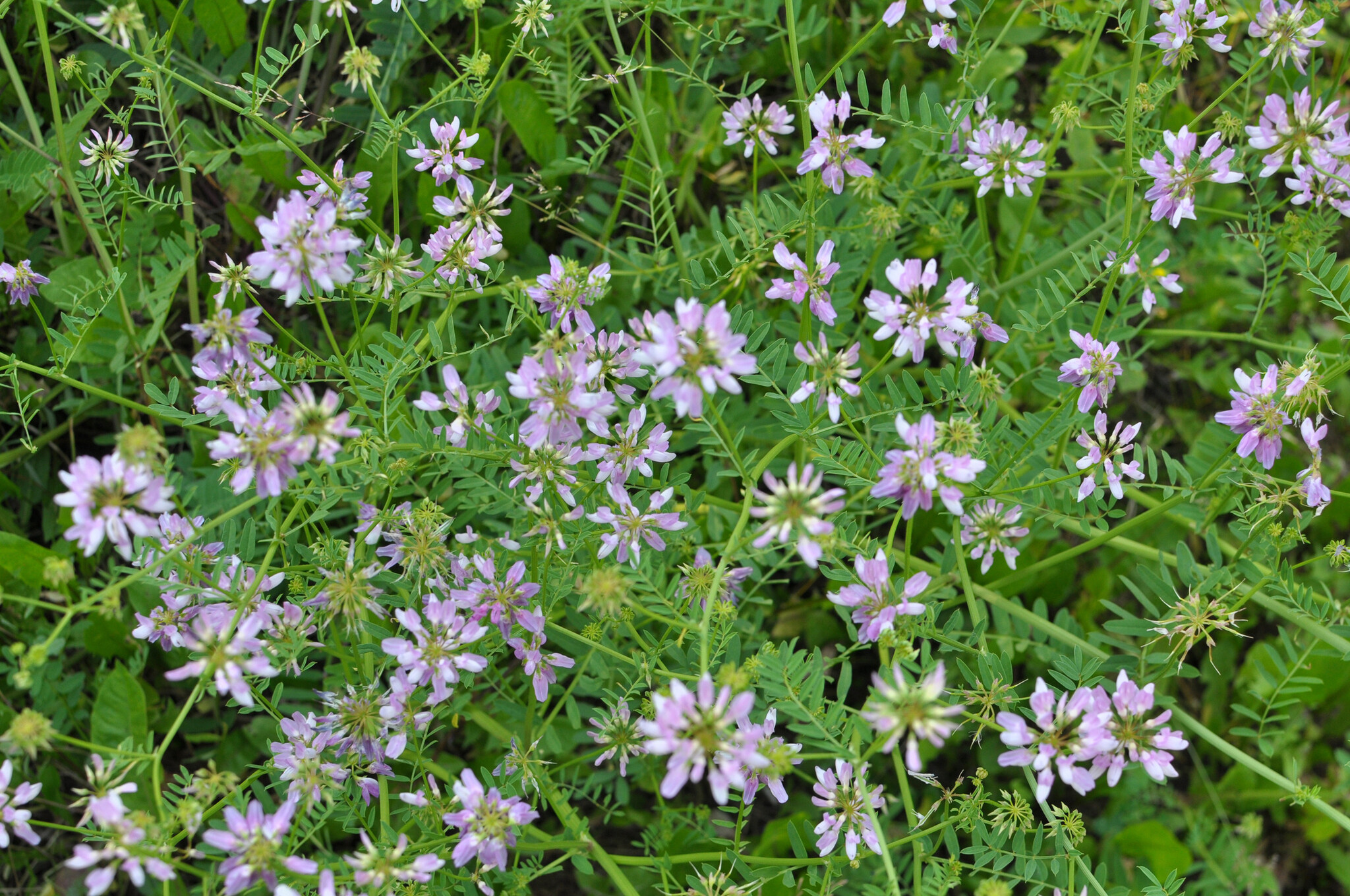 Securigera varia Bloemerij