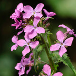 Lunaria annua