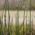 Equisetum hyemale