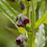 Cynoglossum officinale