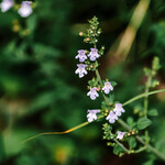 Calamintha nepeta