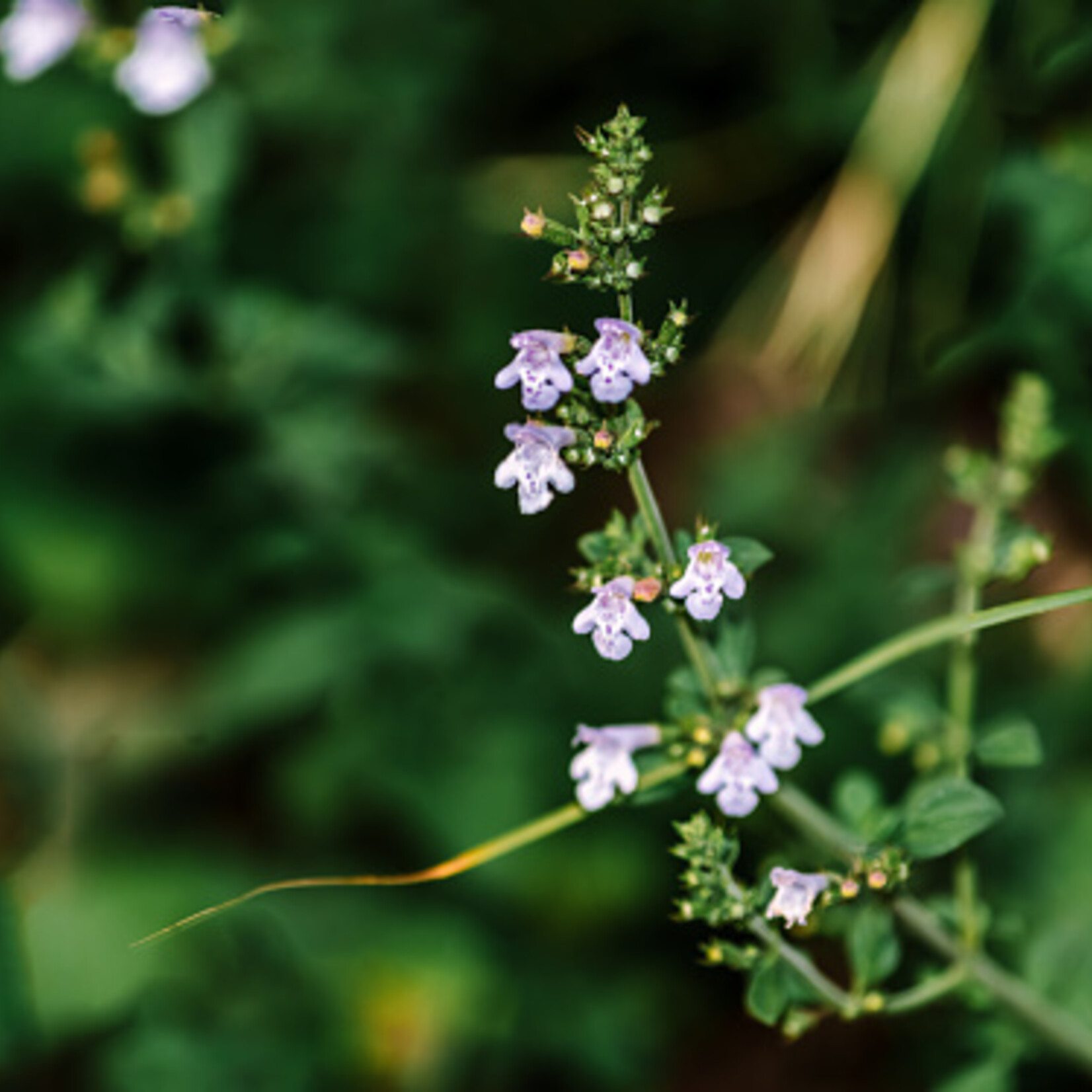 Calamintha nepeta - Kleinbloemige steentijm