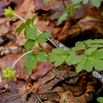 Adoxa moschatellina