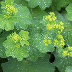 Alchemilla mollis