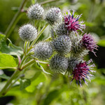 Arctium tomentosum