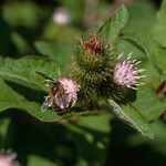 Arctium minus