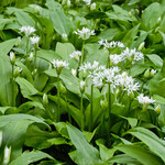 Allium ursinum