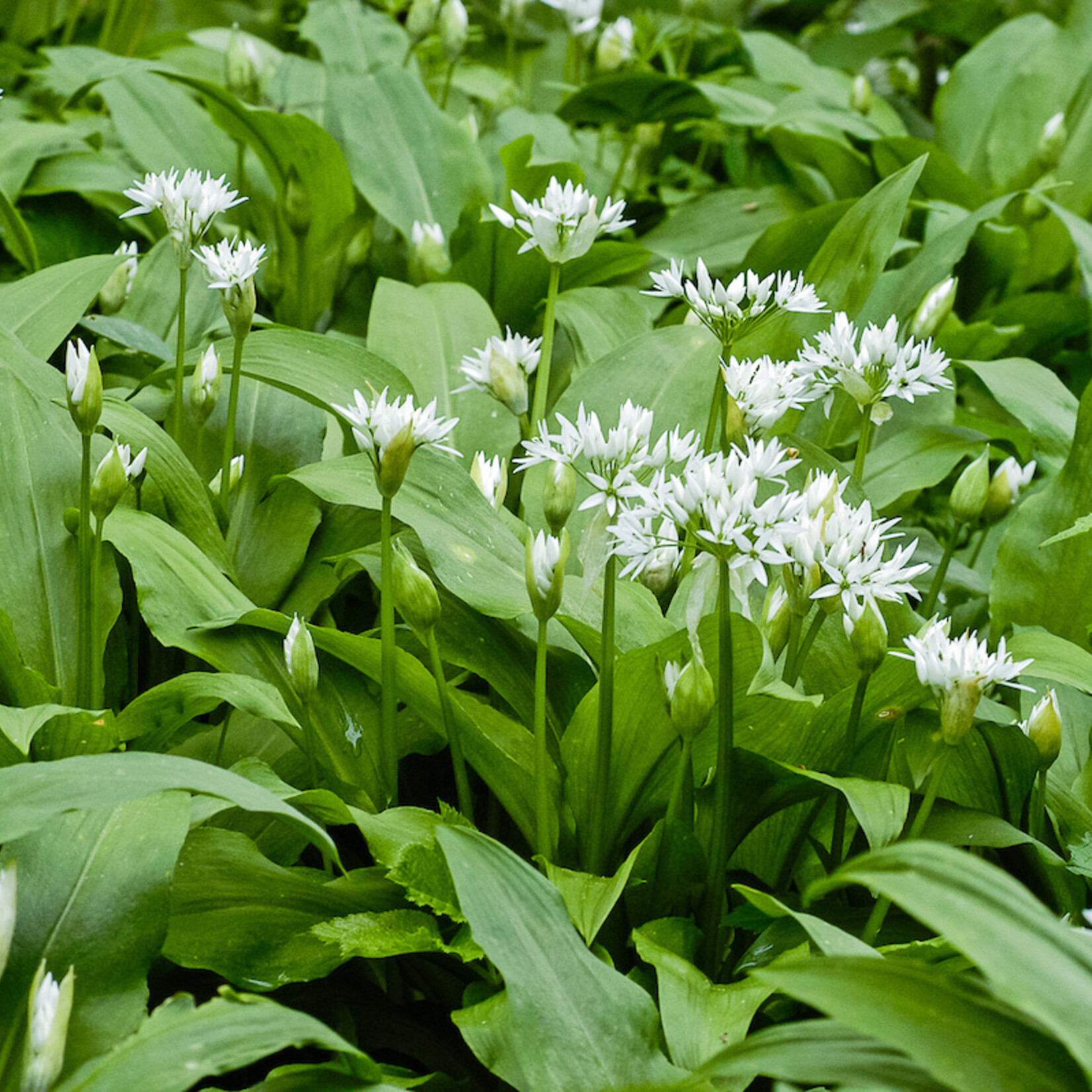 Allium ursinum - daslook