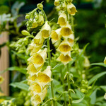 Digitalis grandiflora
