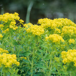 Euphorbia palustris
