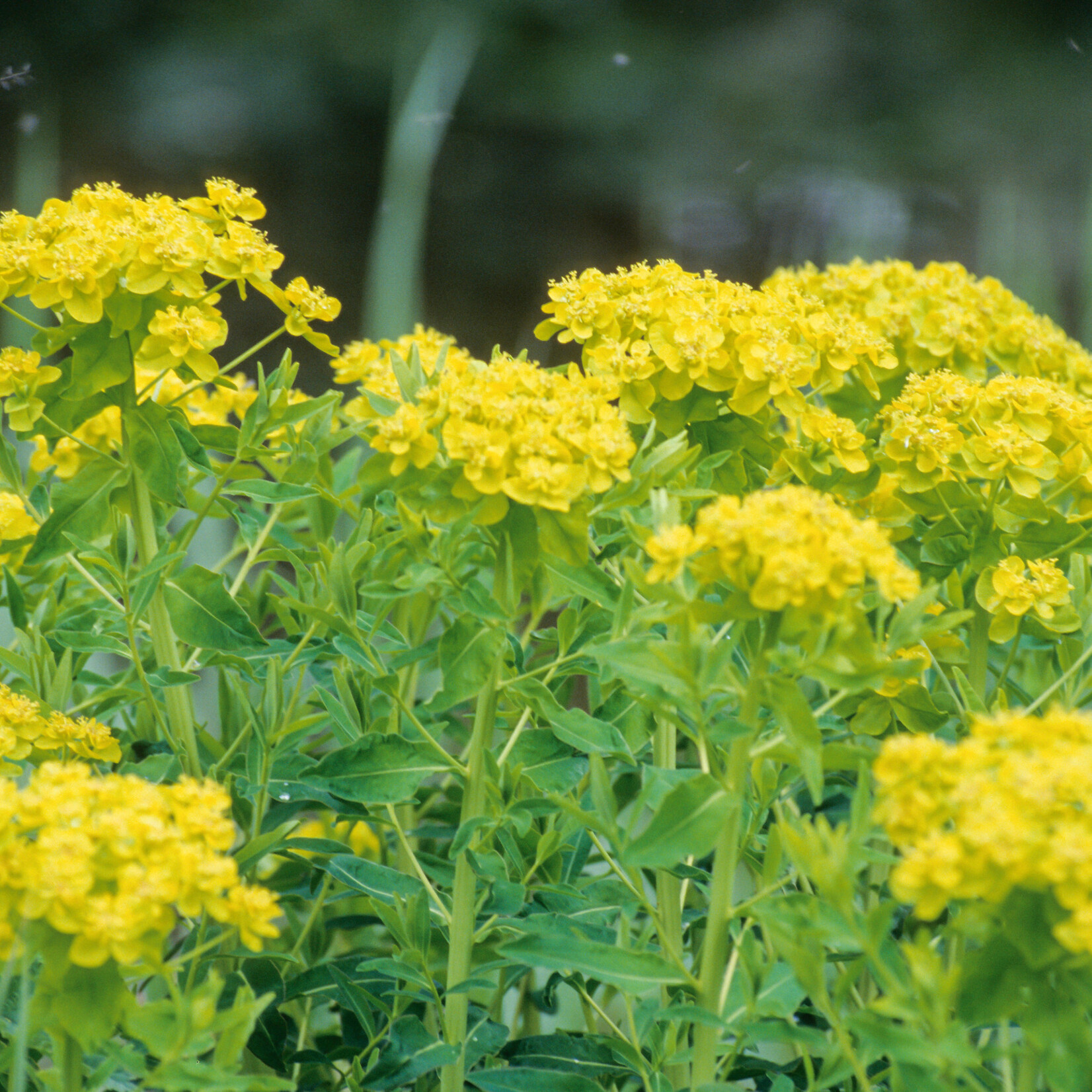 Euphorbia palustris - moeraswolfsmelk