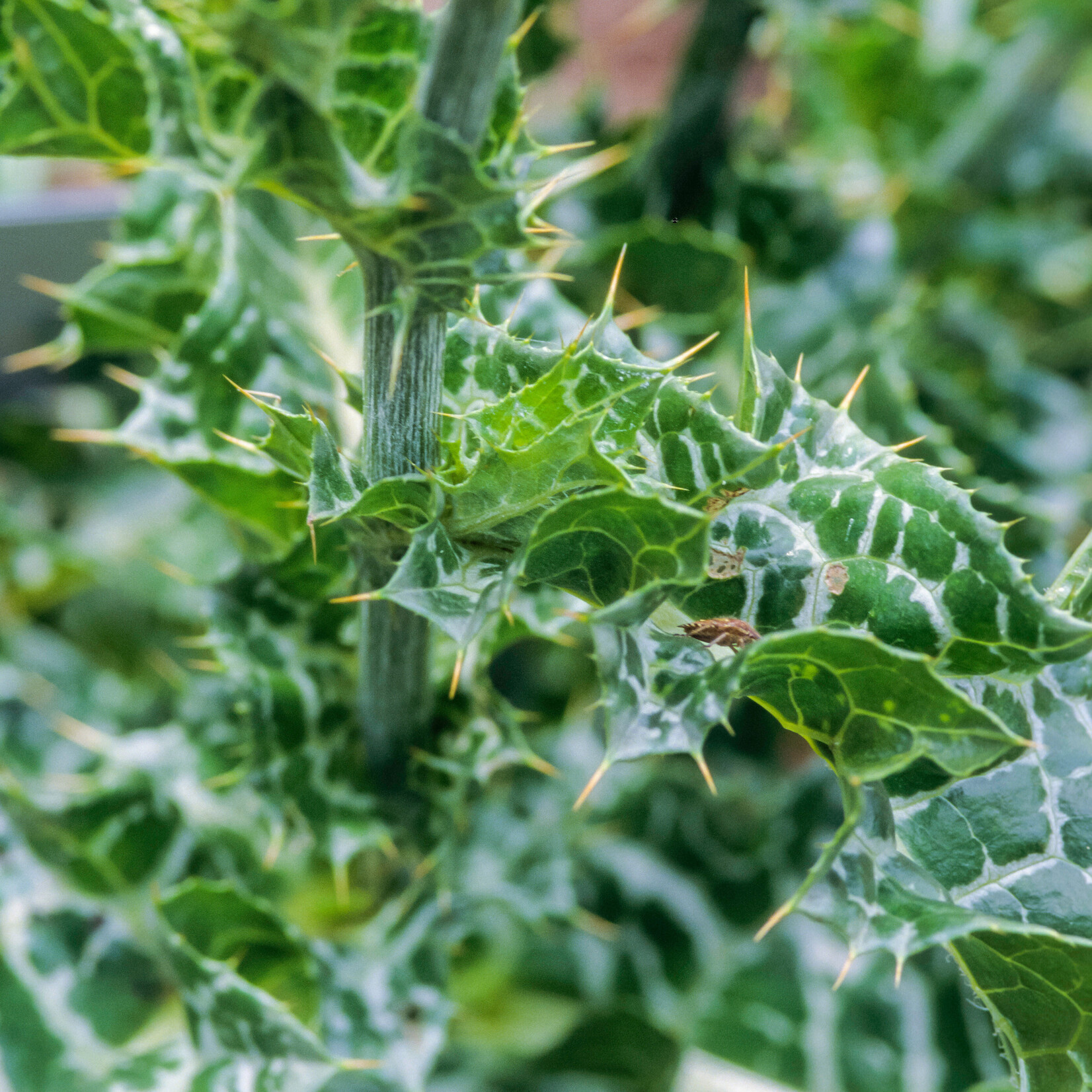 Silybum marianum - mariadistel