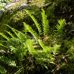 Polypodium vulgare