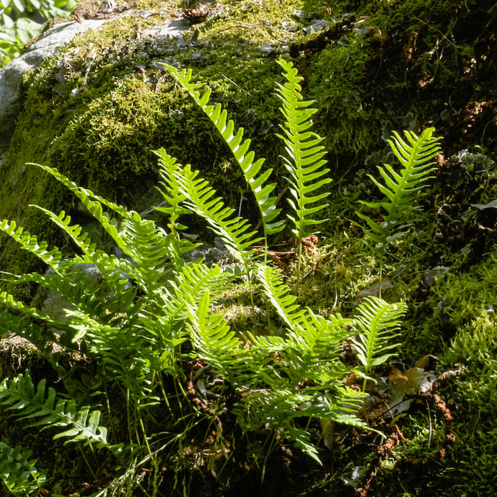 Polypodium vulgare - Gewone eikvaren
