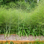 Asparagus officinalis