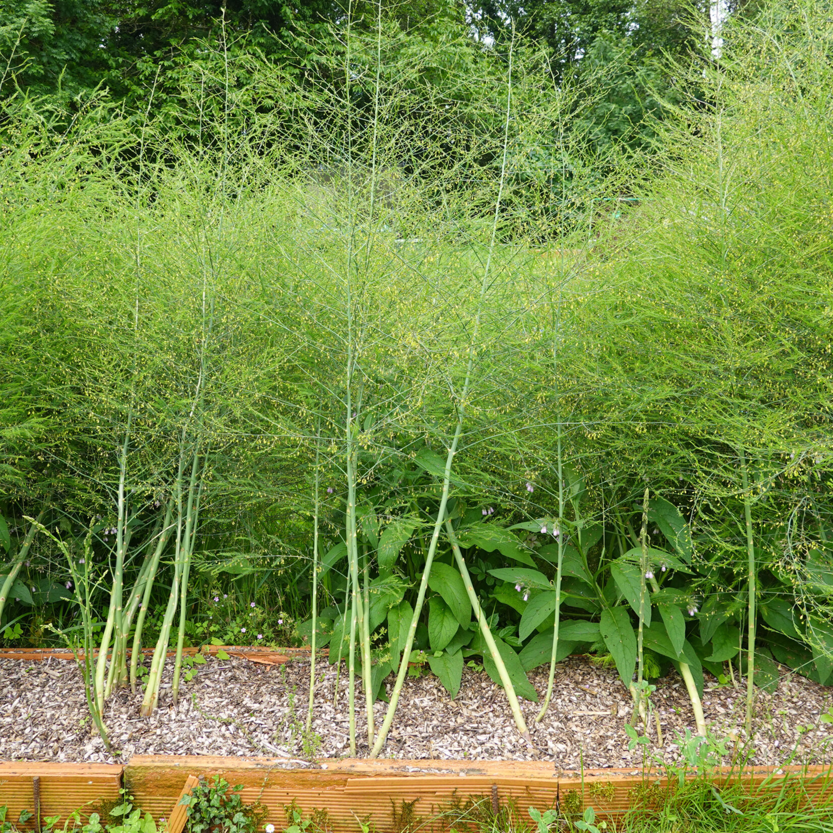 Asparagus officinalis - asperge