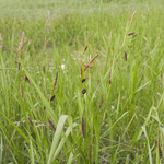 Carex flacca