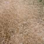 Deschampsia cespitosa