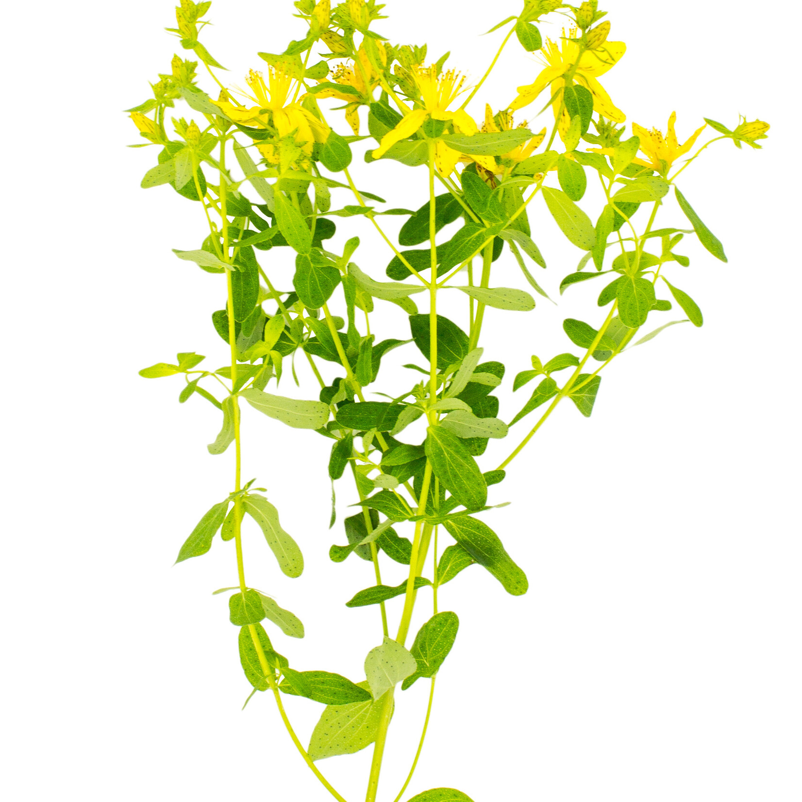 Hypericum tetrapterum - gevleugeld hertshooi