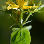 Hypericum tetrapterum