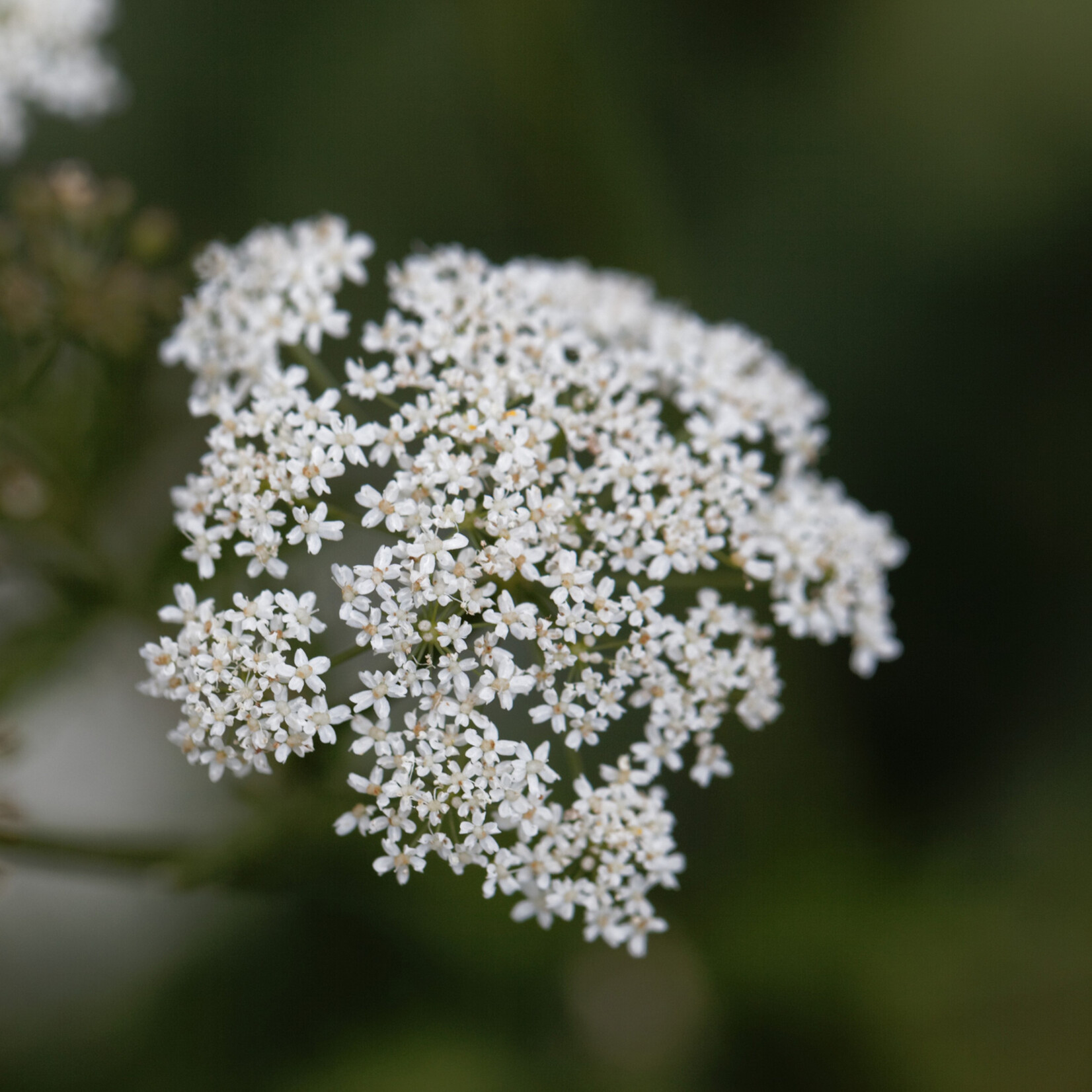 Pimpinella major - grote bevernel
