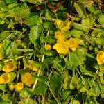 Lysimachia nummularia