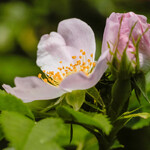 Rosa canina