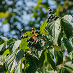 Cornus sanguinea