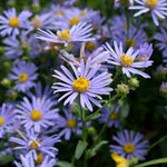 Aster amellus